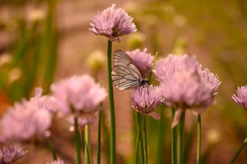 Butterfly Effect Solutions